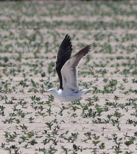 Zafferano nordico  - Guillaume Locatelli