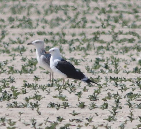 Baltic Gull  - Guillaume Locatelli