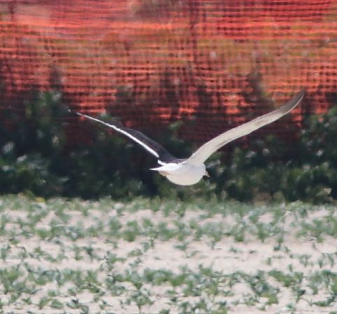 Zafferano nordico  - Guillaume Locatelli