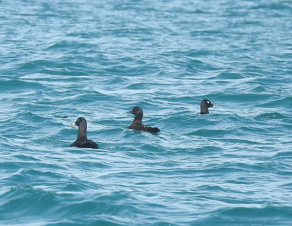 Orco marino di Stejneger  - Matteo Toller