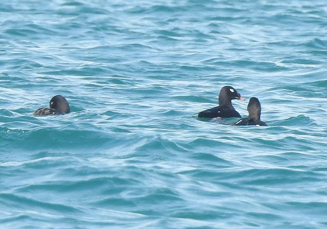 Orco marino di Stejneger  - Matteo Toller