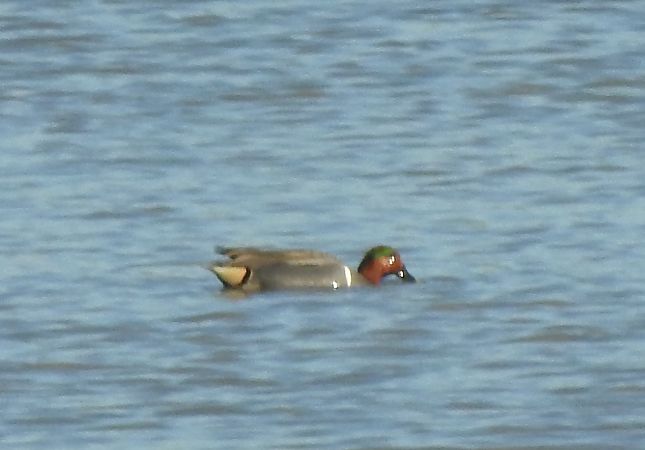 Alzavola americana  - Matteo Toller