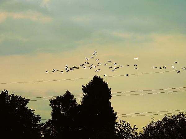 Heiliger Ibis  - Massimino Luigi Brigo