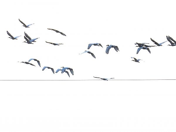 Ibis sacro  - Massimino Luigi Brigo