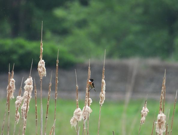 Saltimpalo comune  - Massimino Luigi Brigo