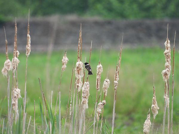 Saltimpalo comune  - Massimino Luigi Brigo