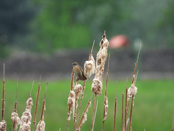 Saltimpalo comune  - Massimino Luigi Brigo