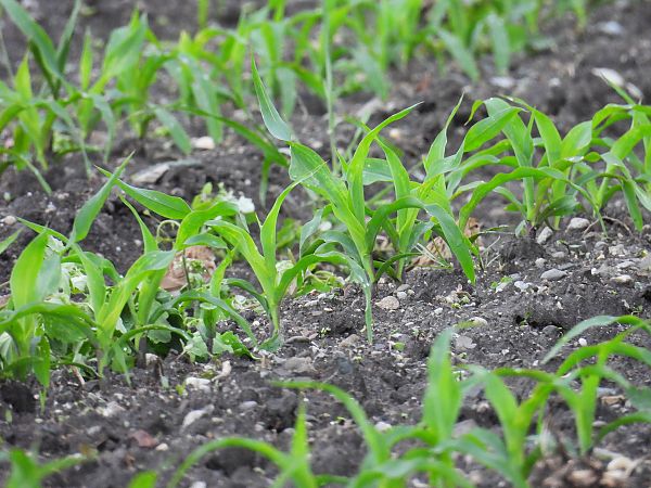 Alouette calandrelle  - Massimino Luigi Brigo