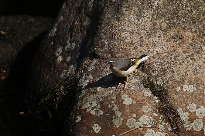 Ballerina gialla  - Giuliana Pirotta