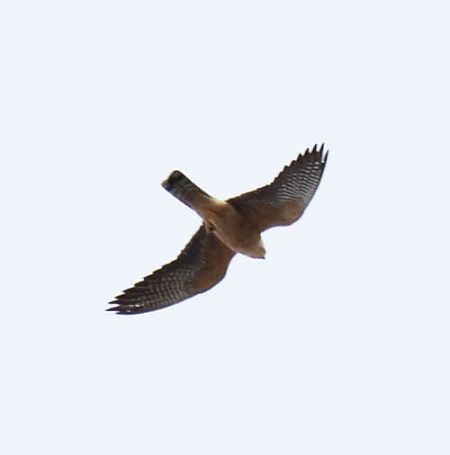 Falco cuculo  - Franco Salvini