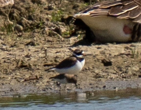 Gambecchio nano  - Franco Salvini