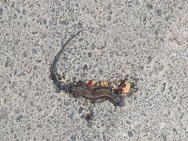 Lucertola muraiola  - Leonardo Mostini