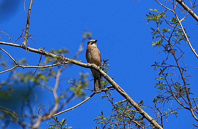 Ghiandaia  - Pietro Arienti