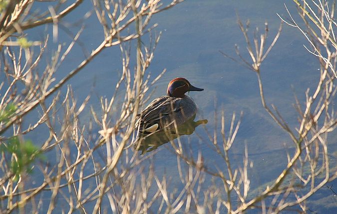 Alzavola  - Pietro Arienti