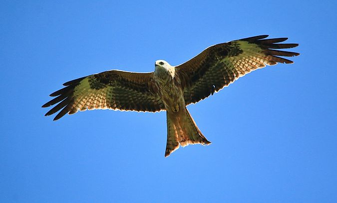 Nibbio reale  - Pietro Arienti