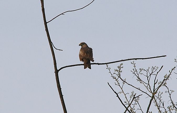 Nibbio bruno  - Pietro Arienti