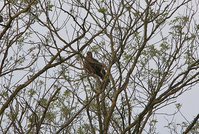 Nibbio bruno  - Pietro Arienti