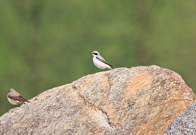 Culbianco  - Pietro Arienti