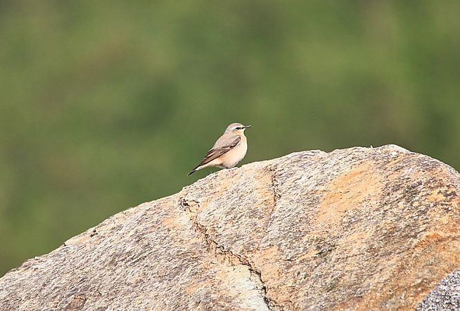 Culbianco  - Pietro Arienti