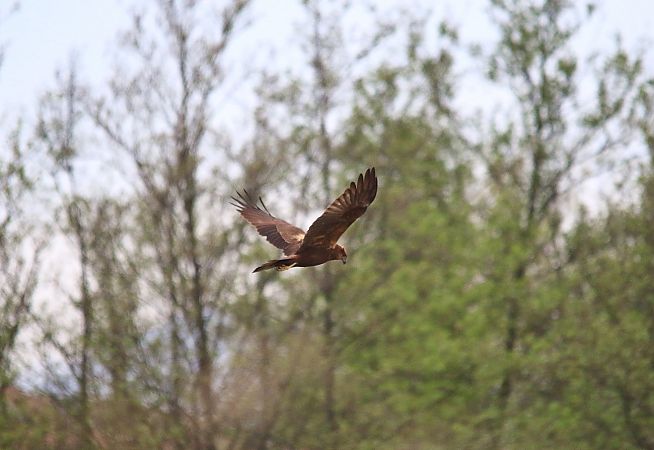 Falco di palude  - Pietro Arienti