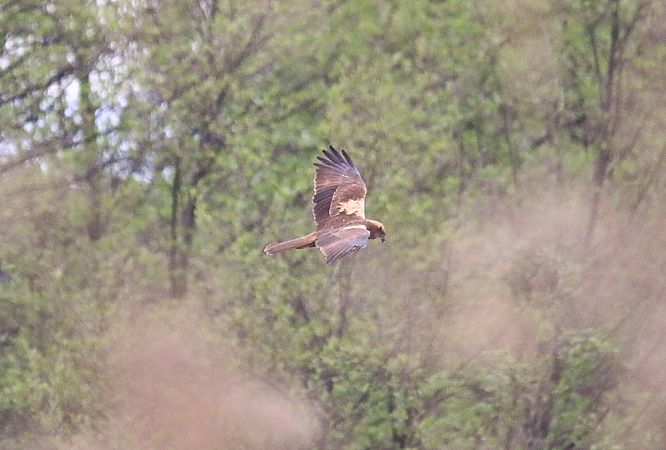 Falco di palude  - Pietro Arienti