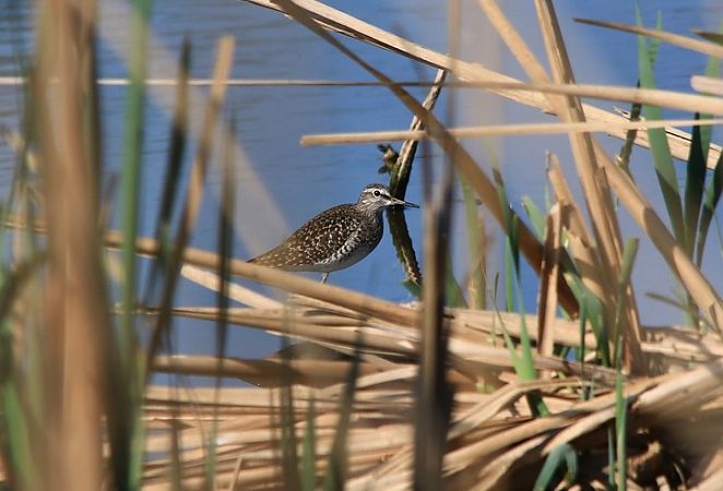 Piro-piro boschereccio  - Pietro Arienti