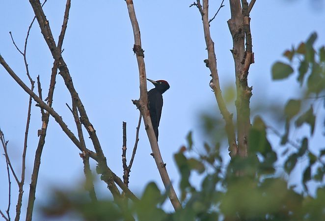 Picchio nero  - Pietro Arienti