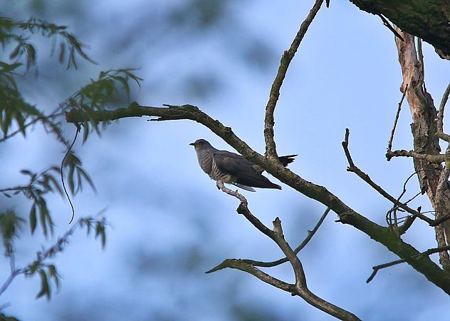 Cuculo  - Pietro Arienti