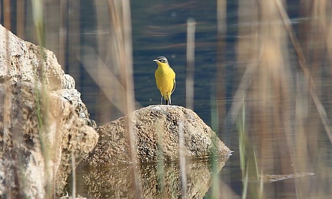 Cutrettola  - Pietro Arienti