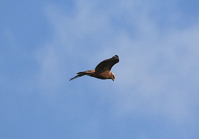 Falco di palude  - Pietro Arienti