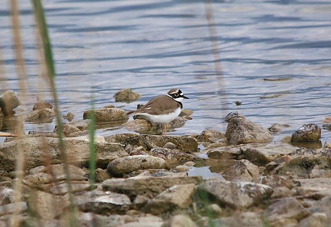 Corriere piccolo  - Pietro Arienti