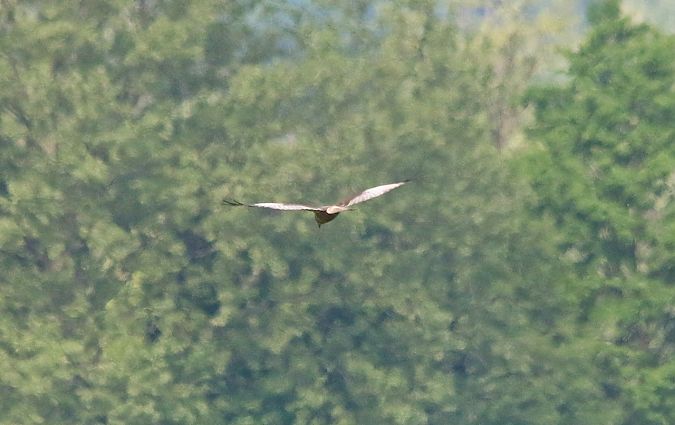 Falco di palude  - Pietro Arienti