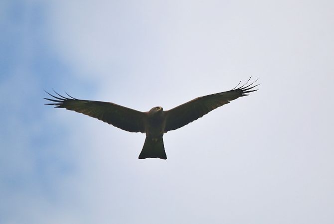 Nibbio bruno  - Pietro Arienti