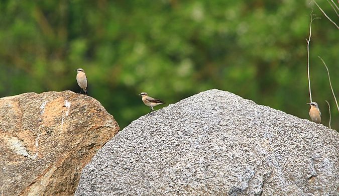 Culbianco  - Pietro Arienti