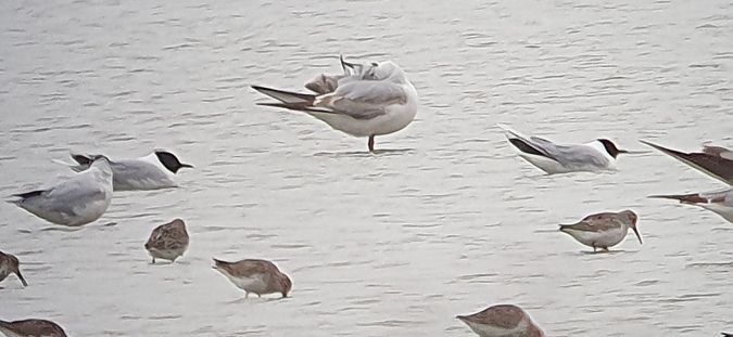 Gabbianello  - Maurizio Castellucci