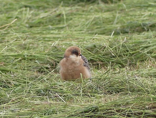 Falco cuculo  - Maurizio Castellucci