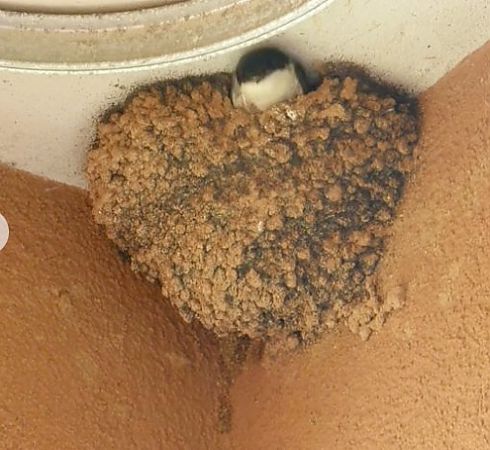 Balestruccio  - Anonimo