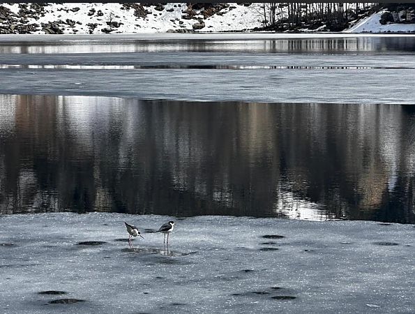 Cavaliere d'Italia  - Anonimo
