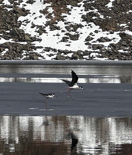 Cavaliere d'Italia  - Anonimo