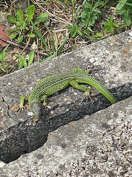 Ramarro orientale / occidentale  - Anonimo