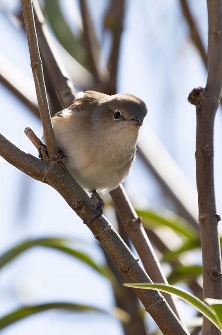 Beccafico  - Franco Roscelli