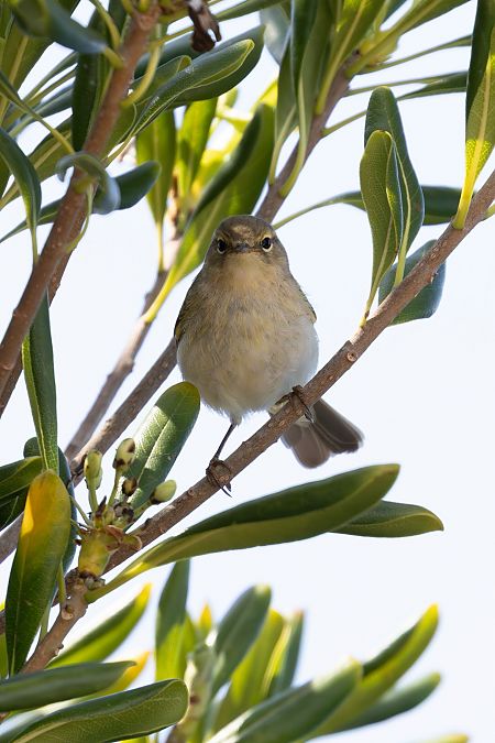 Fauvette des jardins  - Franco Roscelli