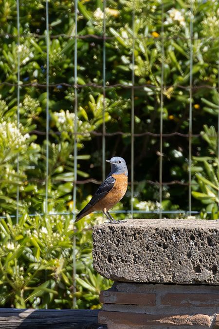 Codirossone  - Anonimo