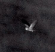 Barbagianni  - Anonimo