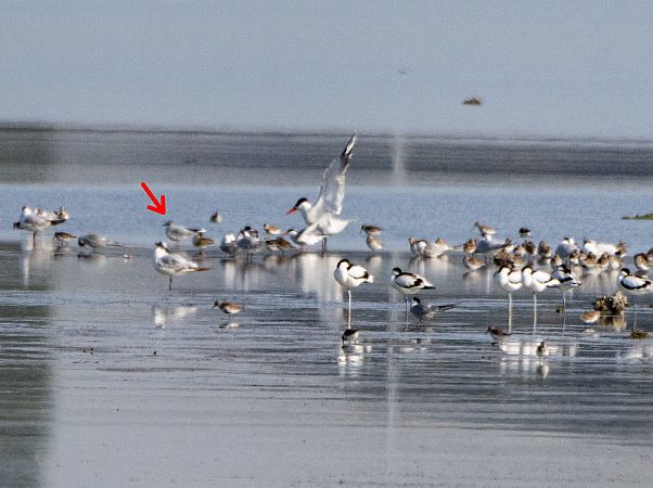 Gabbianello  - Stefano Fantini