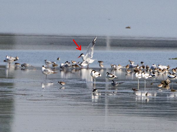Sterna maggiore  - Stefano Fantini