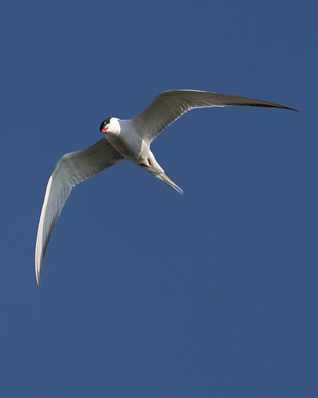Sterna comune  - Stefano Fantini