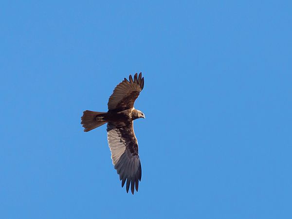 Falco di palude  - Dome Niko