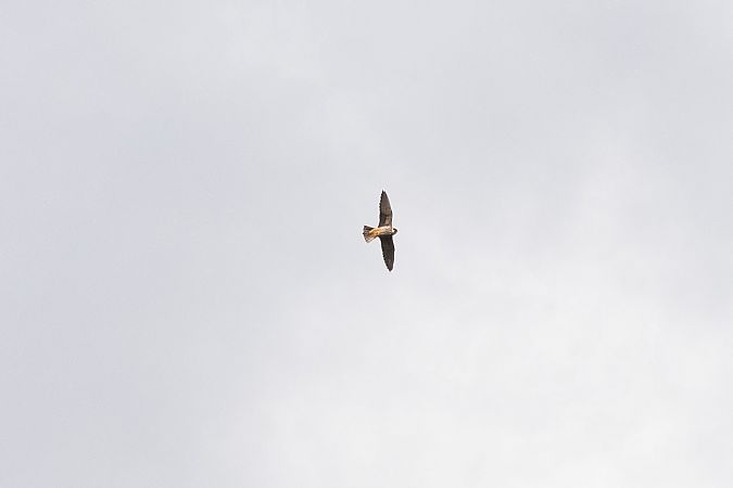 Lodolaio  - Dome Niko