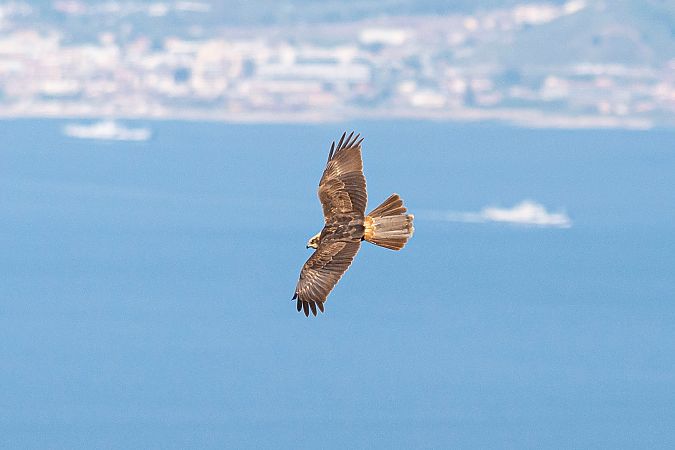 Falco di palude  - Dome Niko